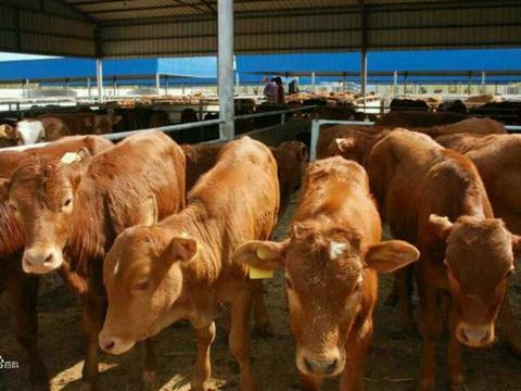 小牛犢市場價格及家畜飼養要點