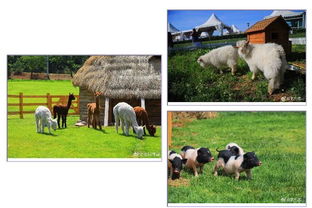 6.18比墾丁更美 歐式牧場(chǎng)里，體驗(yàn)大連版《向往的生活》與家畜飼養(yǎng)之樂(lè)