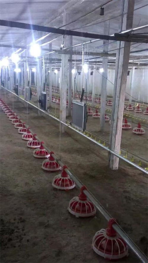 全自動(dòng)鍋爐在華信養(yǎng)殖設(shè)備中的革新應(yīng)用 提升豬舍養(yǎng)殖與家畜飼養(yǎng)效率