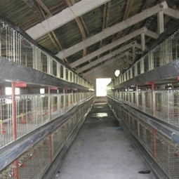 臨沂鄭旺畜牧機(jī)械廠 專(zhuān)業(yè)肉雞籠養(yǎng)技術(shù)要點(diǎn)與設(shè)備供應(yīng)商